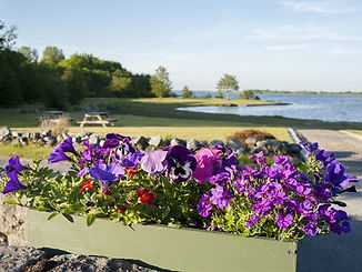 Flowers and lakeside view